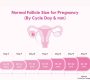 BlogDr_Meera_Normal Follicle Size for Pregnancy By Cycle Day mm 90x80