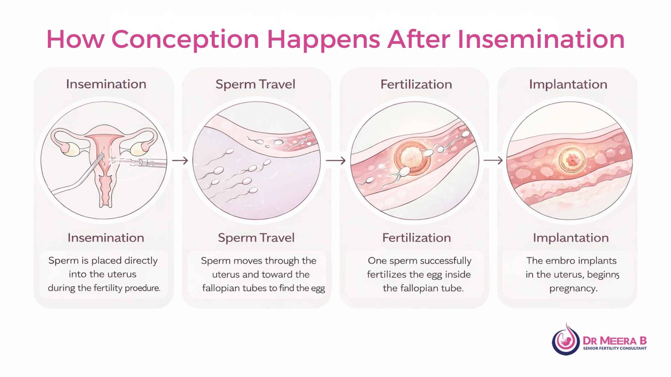 How conception happens