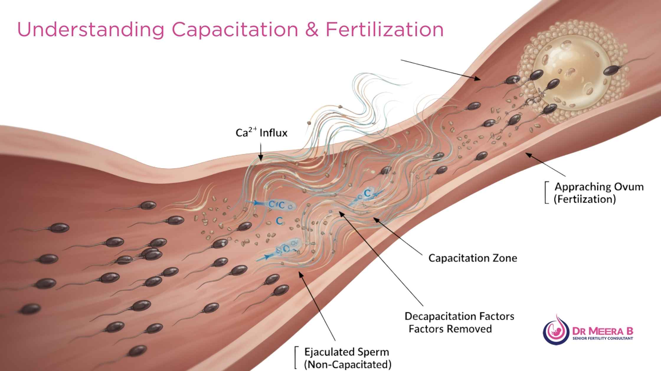 Capacitation Fertilization